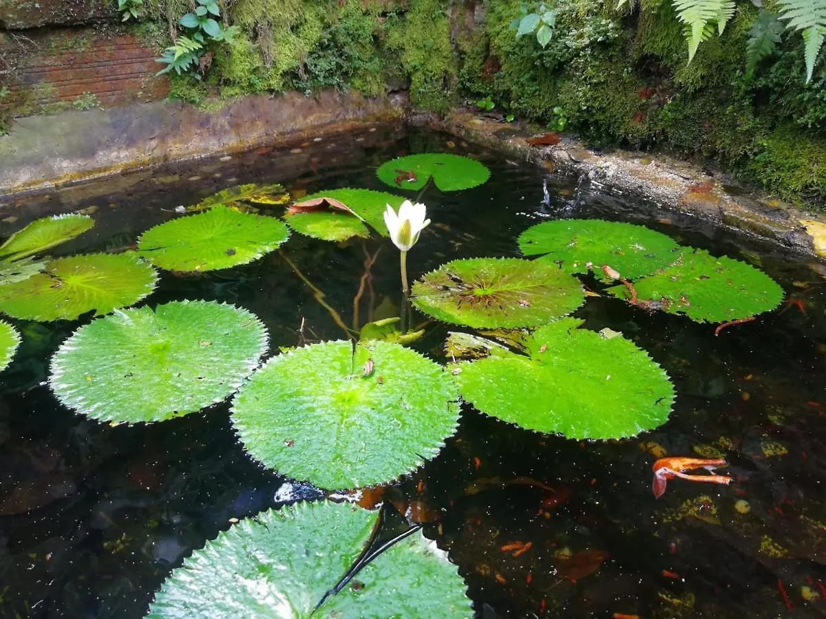 The Secret Buddha Medellin Colombia